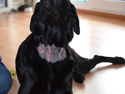 Großflächiger Hot Spot bei Labrador/ Dermatitis madidans acuta