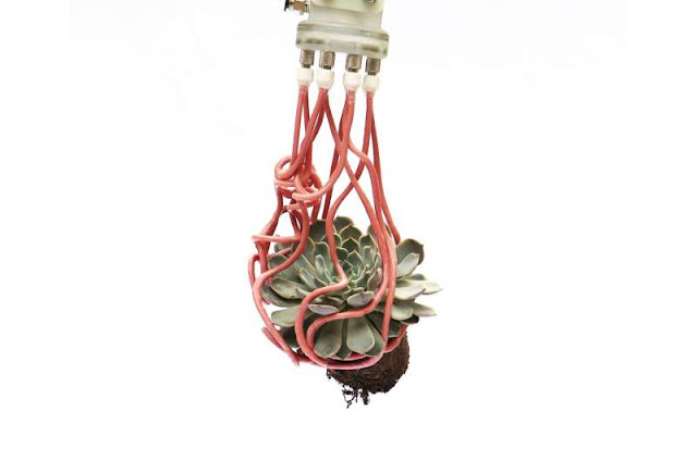 Soft gripper grasps succulent. Credit: Harvard Microrobotics Lab/Harvard SEAS