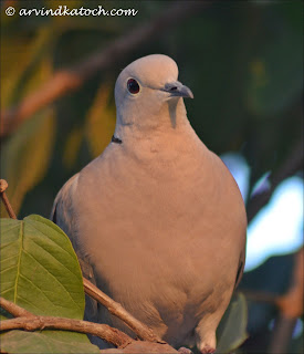 juvenile, Eurasian Collared Dove, Collared Dove