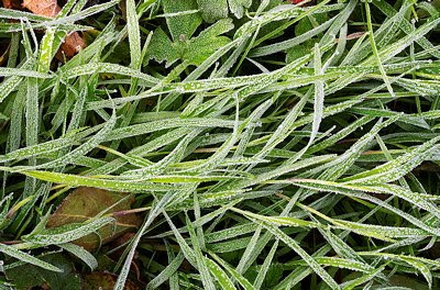 Closeup view of the grass frosted by an autumn morning