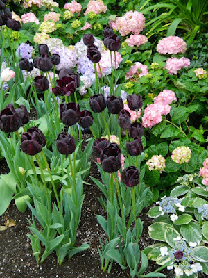 Florist hydrangeas and Queen of the Night black Tulips at the Centennial Park Conservatory Easter Flower Show by garden muses-not another Toronto gardening blog