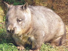Wombat Wallpaper