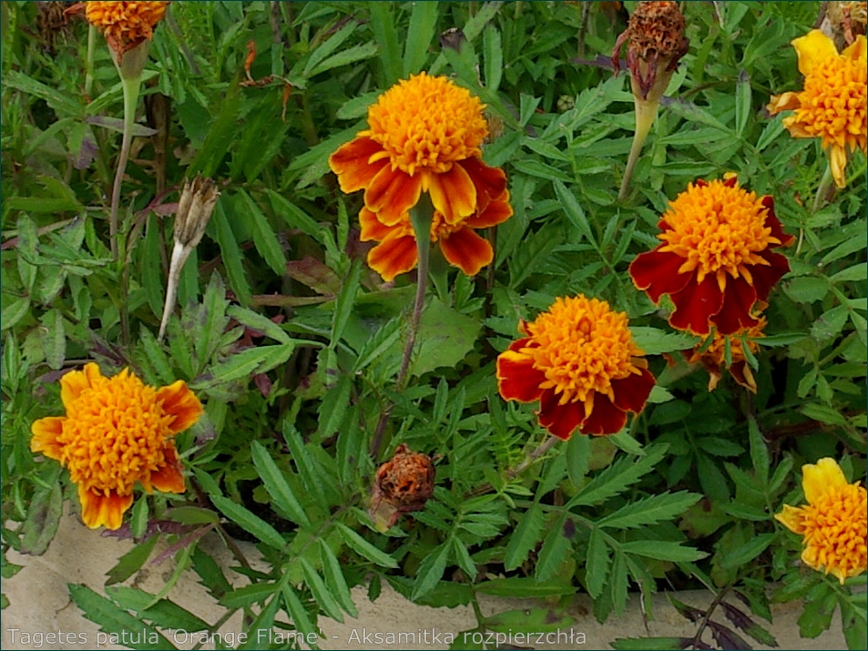 Tagetes patula 'Orange Flame' - Aksamitka rozpierzchła  kwiaty