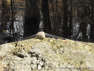 Spider's Nest