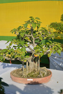 bonsai waru laut