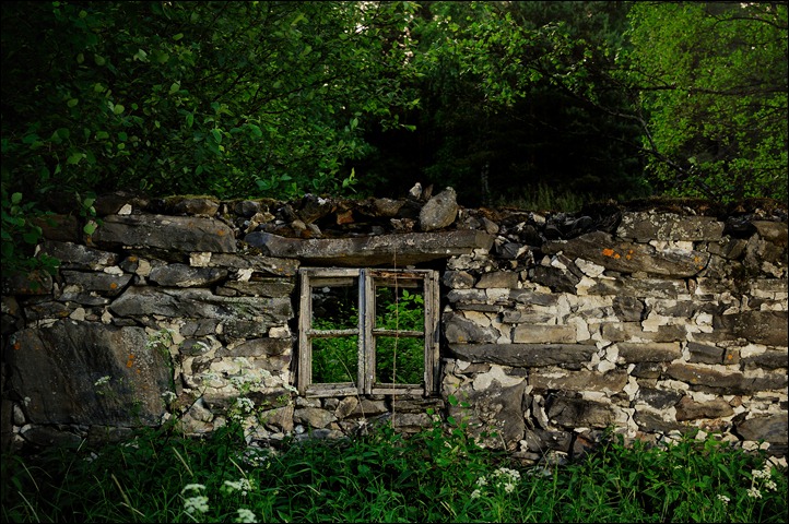 Forest window