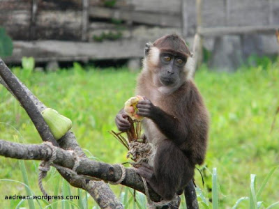Pagai island macaque