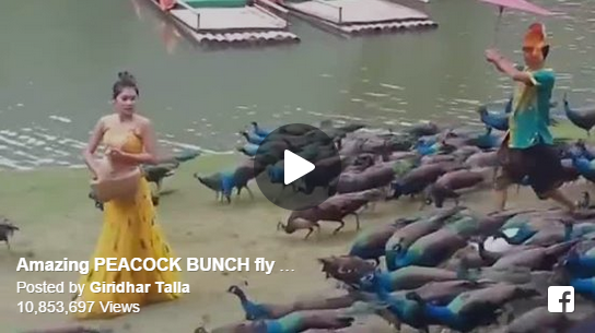 Amazing PEACOCK BUNCH fly from the Mountain - short video clip