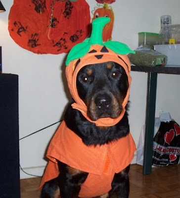 Rottweiler dog halloween