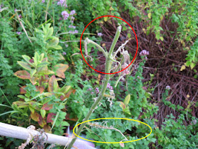 milkweed tussock caterpillars