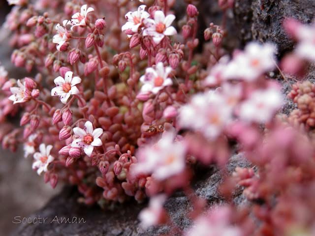 Sedum brevifolium