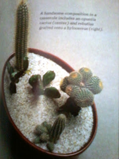 miniature-cacti-for-a-dish