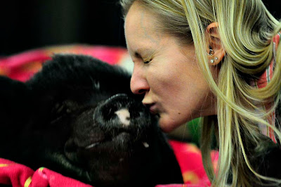 Teacher kisses pig for charity