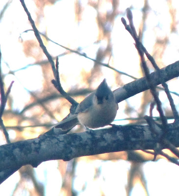 tufted titmouse