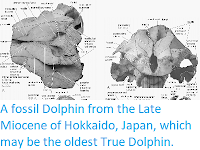 https://sciencythoughts.blogspot.com/2014/10/a-fossil-dolphin-from-late-miocene-of.html