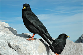 Alpine Chough