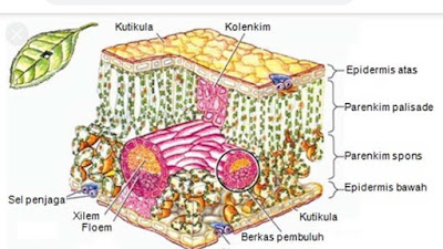 Jaringan pelindung (epidermis)