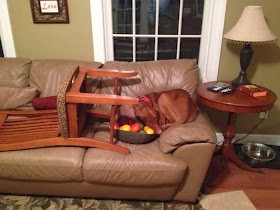 Cute dogs - part 7 (50 pics), dog sleeps on the couch
