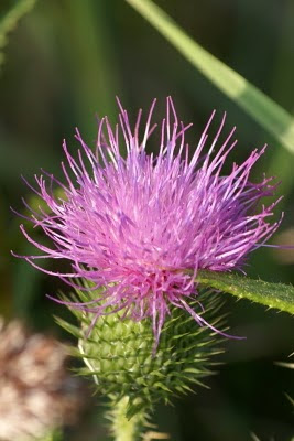 Akkerdistel - Finnestikel - Cirsium arvense