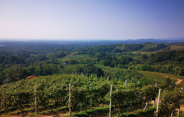 vigne di nebbiolo