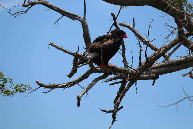 Blog Apaixonados por Viagens - Safári - África do Sul - Kruger Park