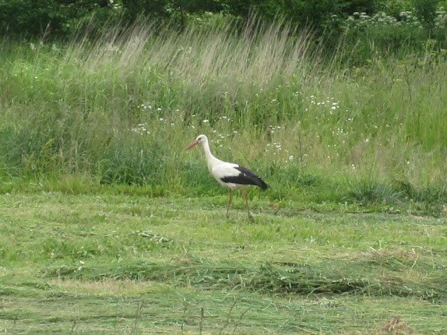 Stork Lithuania