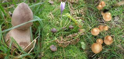 Varias setas, diferentes especies y flores