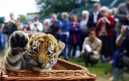 anak harimau