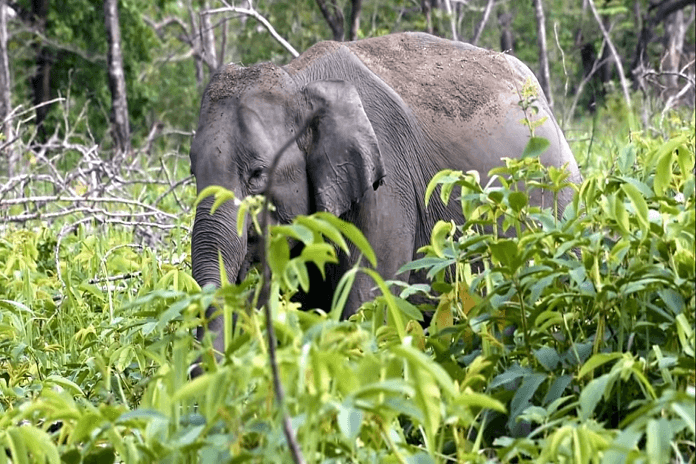 Nameri-National-Park-Best-Tourist-Destinations-in-Assam