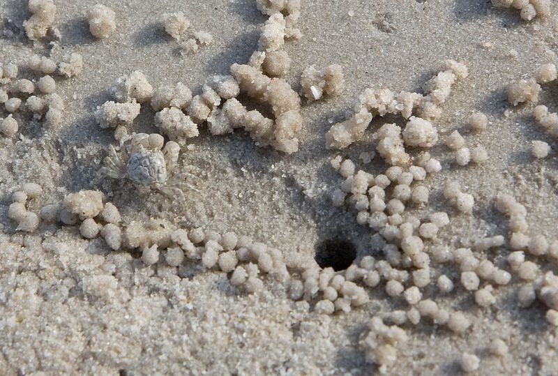 sand-bubbler-crab-2