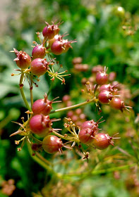 Coriander seeds, harvesting seeds