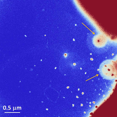 Os pontos menores são  partículas de tamanho nanomêtrico que cercam as fibras do Santo Sudário