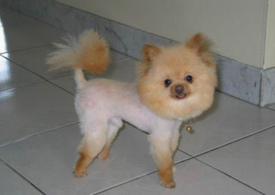 Worst Dog Haircuts Ever