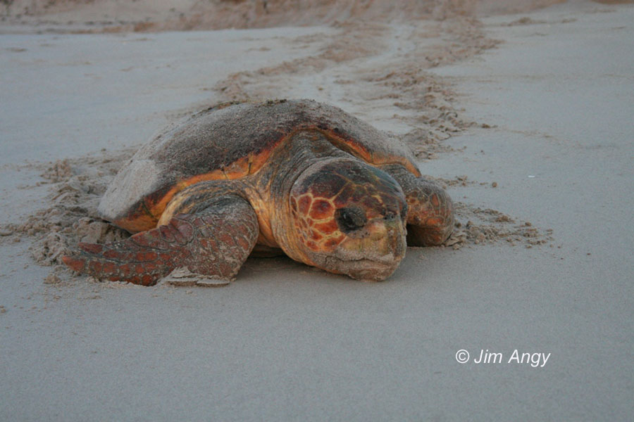 Loggerhead Turtle Facts. Loggerhead Sea Turtles have