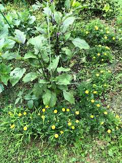 男料理を食べよう 栽培しよう 飛び種マリーゴールドの植え替え