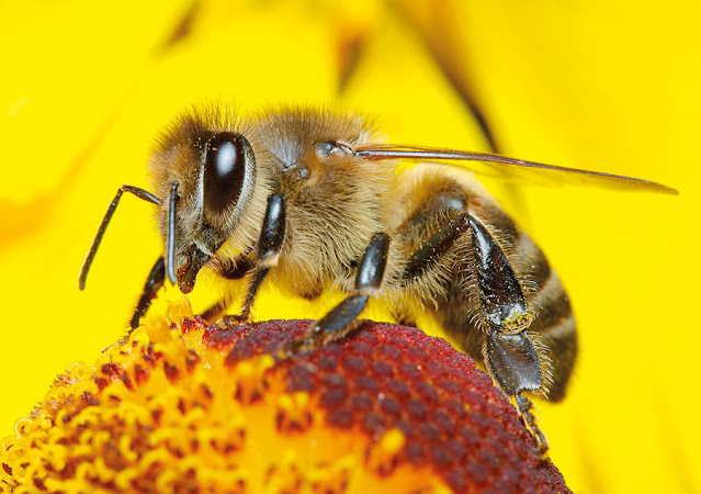 تفسير حلم رؤية النحل في المنام لابن سيرين
