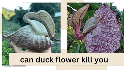 can duck flower kill you