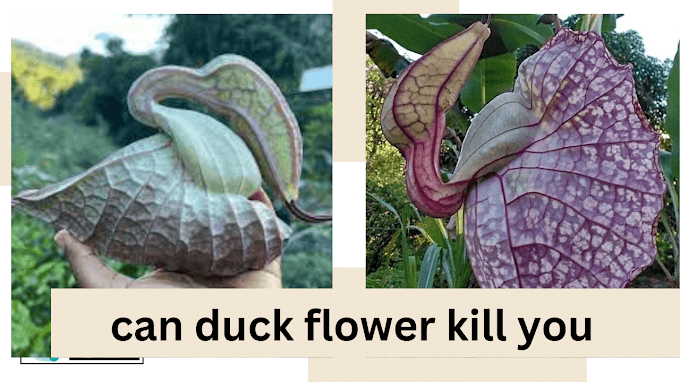 can duck flower kill you?and benefit & risk