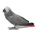 LMAO: African Grey Parrot Mimics OK Google Sound!