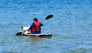 A lady paddle boarding with her Jack Russell