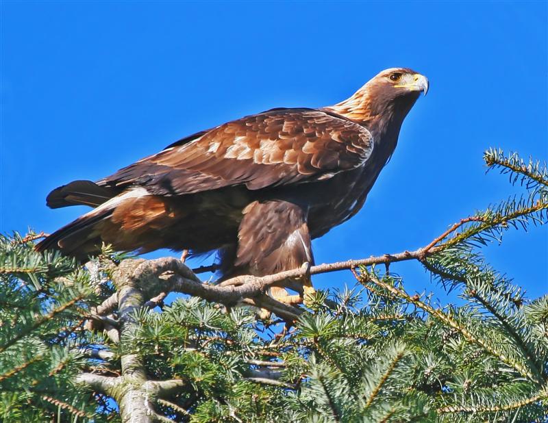 golden eagle. Set - Xuzhou Golden Eagle