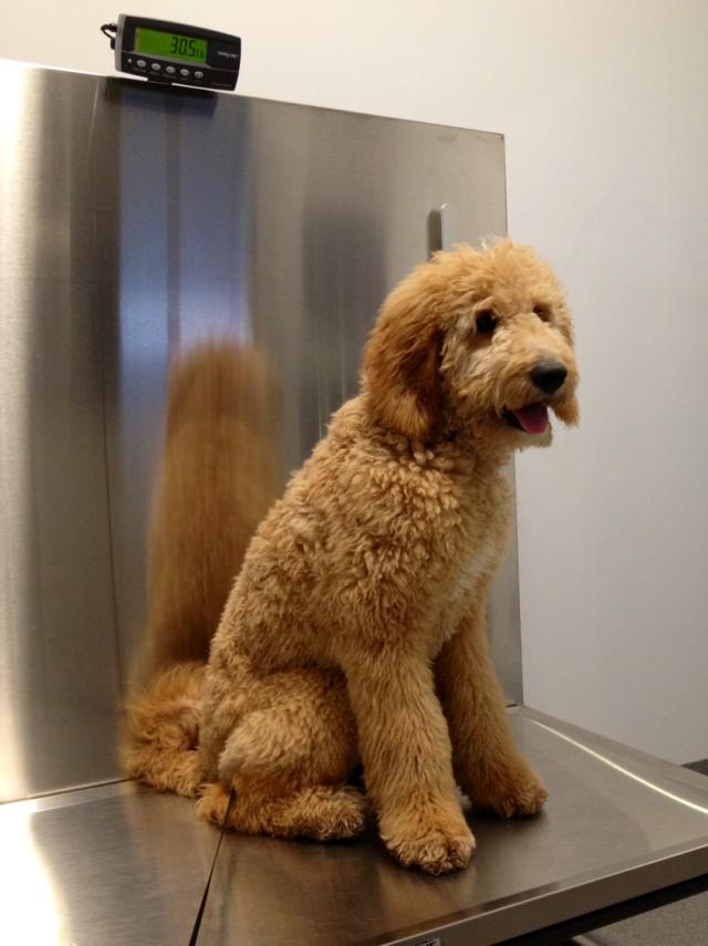 The Cutest Golden Doodle Puppy Ever ~ littleinspirational