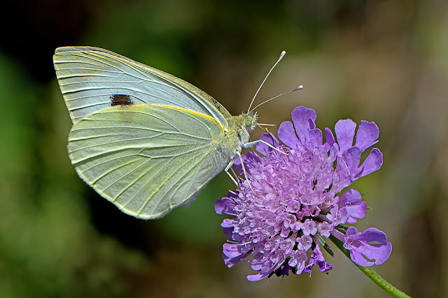 Pieris brassicae the Large White butterfly