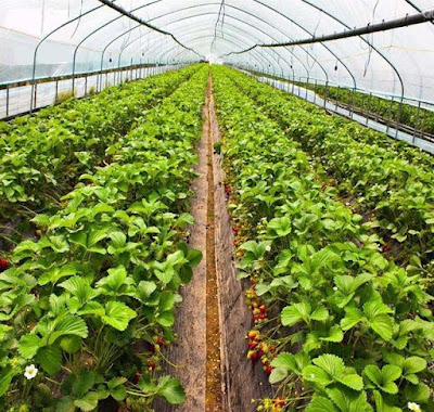 Tunnel greenhouse for strawberry