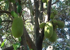 Jack Fruit