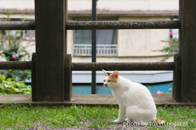 猫写真