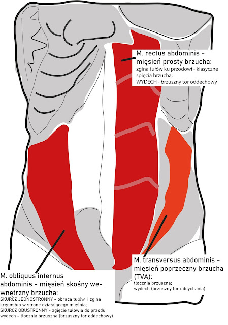 Grafika przedstawiająca mięśnie brzucha.