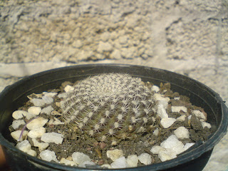 Sulcorebutia arenacea, cactus
