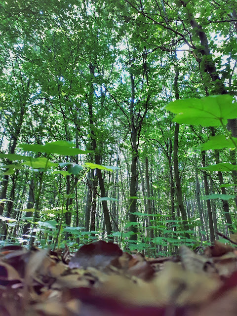 Gnome view of Nationalpark Eifel forest