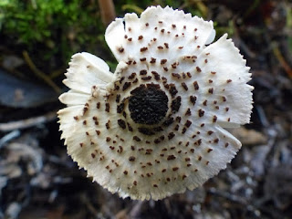 Lépiote féline - Lepiota felina